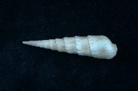 藏品(花牙筍螺)的圖片